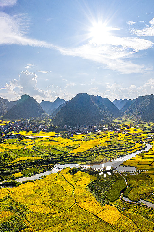 金色的稻田靖西图片素材