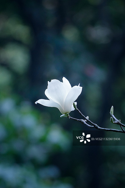 红尘不染图片素材