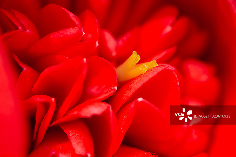 花之心图片素材