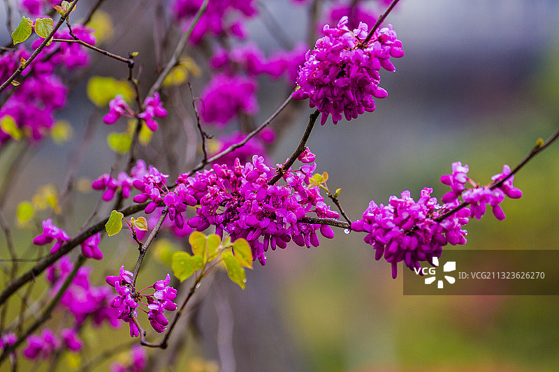 紫荆花图片素材