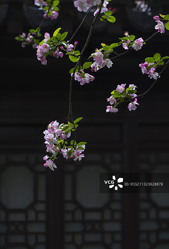 绿肥红瘦--西府海棠图片素材