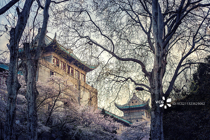 武大樱花图片素材