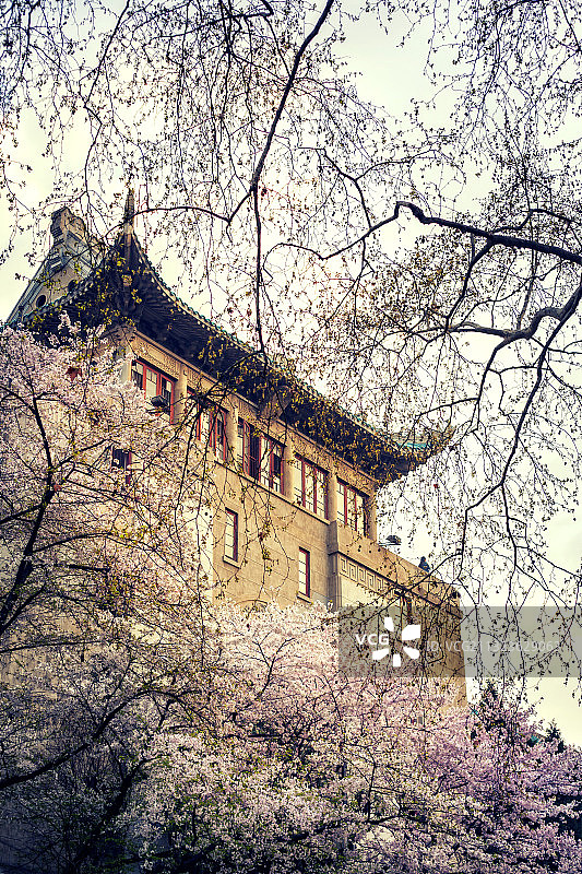 武大樱花图片素材