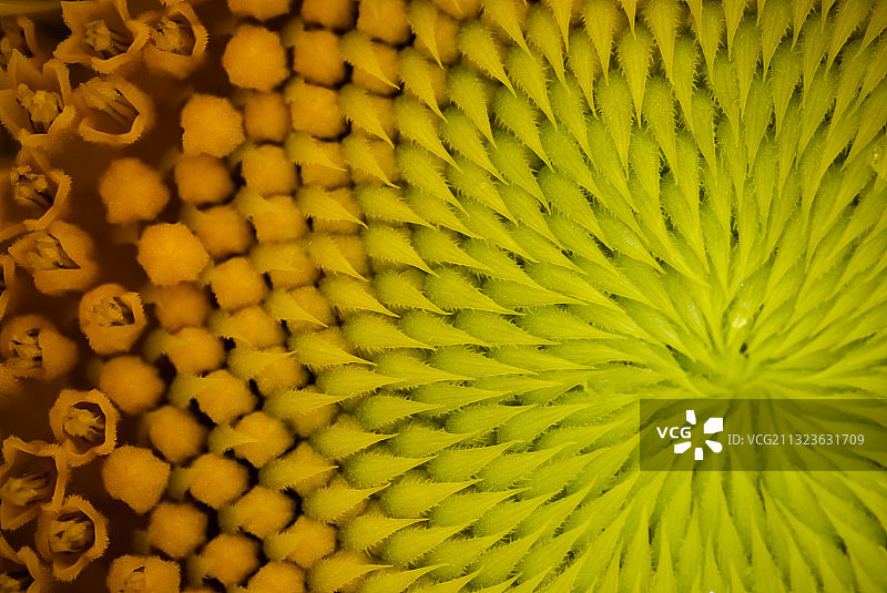 向日葵花盘图片素材