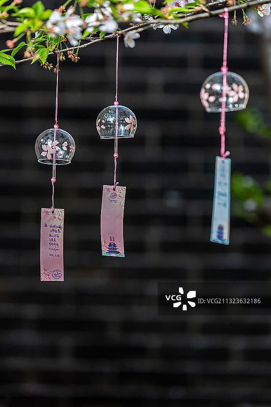 中国江苏省无锡市太湖鼋头渚风景区樱花图片素材