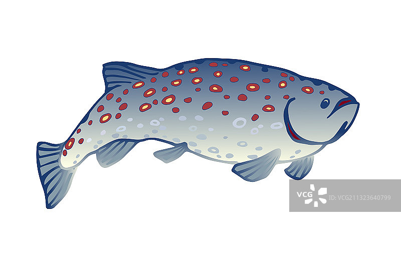 大西洋斑点鳟鱼或鲑鱼图片素材