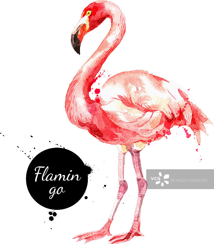 手绘素描水彩热带鸟图片素材