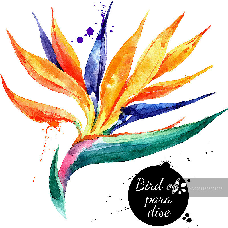 手绘水彩热带花鸟草图图片素材