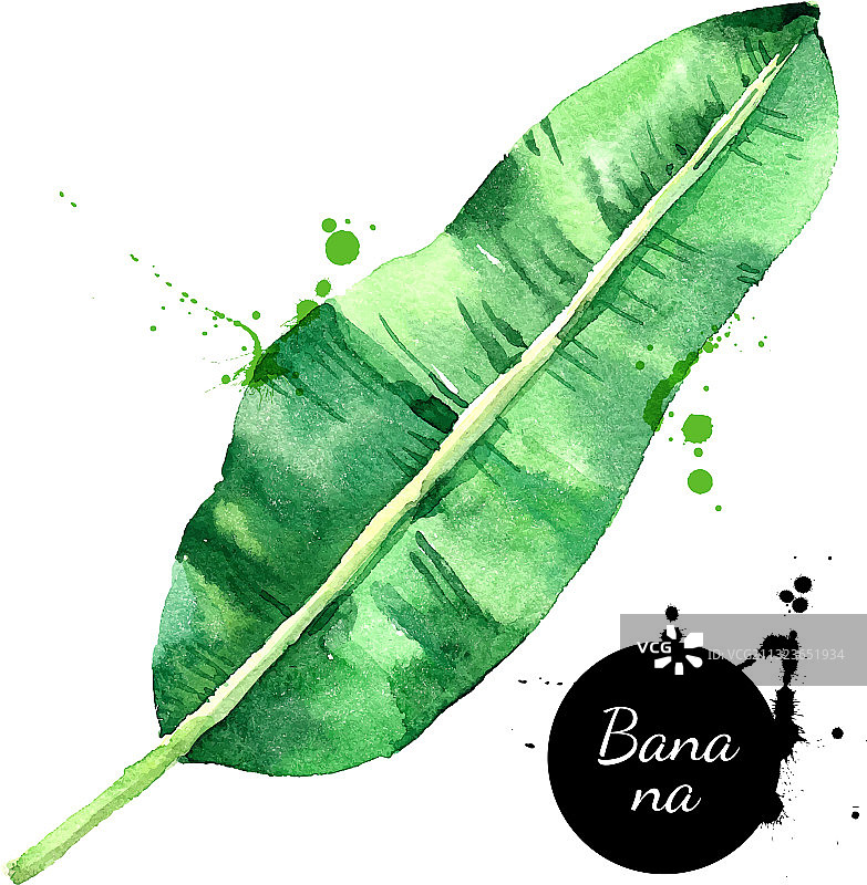 手绘水彩热带香蕉叶图片素材