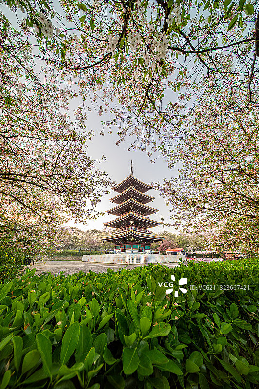 武汉市东湖风景区樱花园图片素材