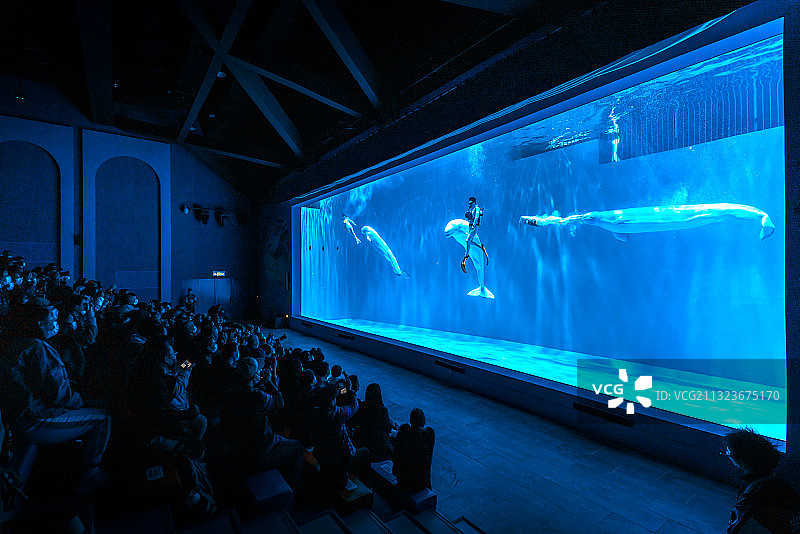 白鲸秀图片素材