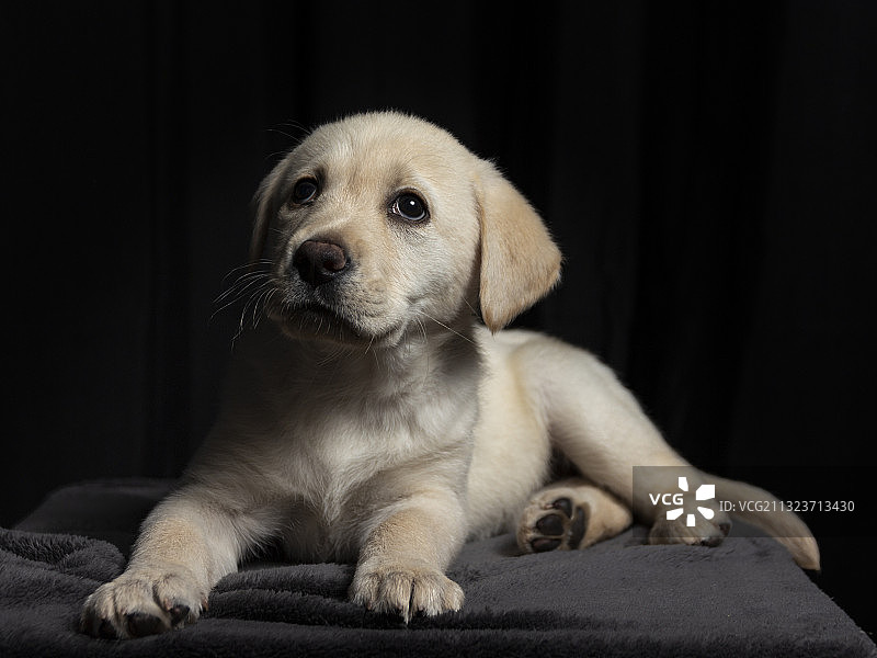 坐在黑色背景前的拉布拉多猎犬肖像，西班牙圣克鲁斯-德特内里费图片素材