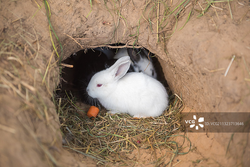 鸟巢中兔子俯视照片图片素材