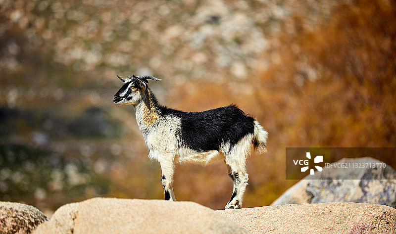 站在希腊蒂诺斯岛岩石上的山羊侧面照图片素材