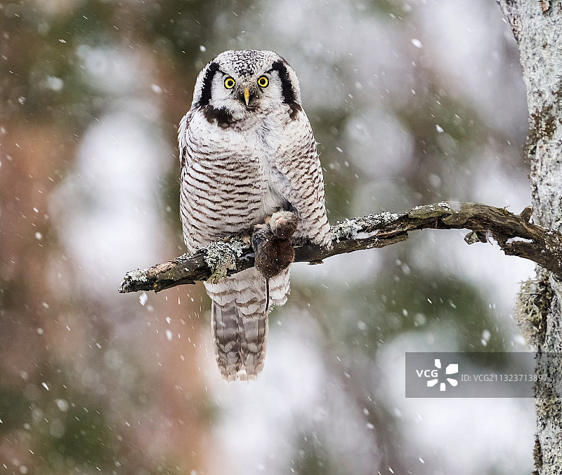 栖息在树枝上的雕鸮画像（芬兰波里）图片素材
