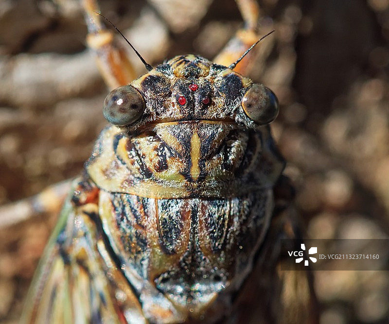 土耳其昆虫特写图片素材