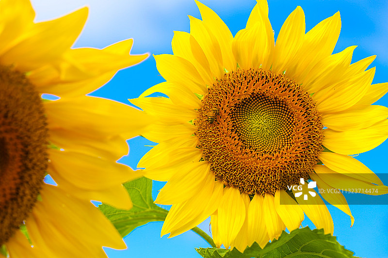 向日葵对天空的特写图片素材