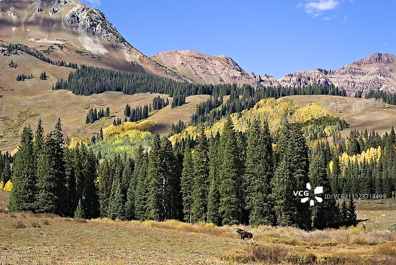美国科罗拉多州克雷斯特德比特的松树风景图片素材