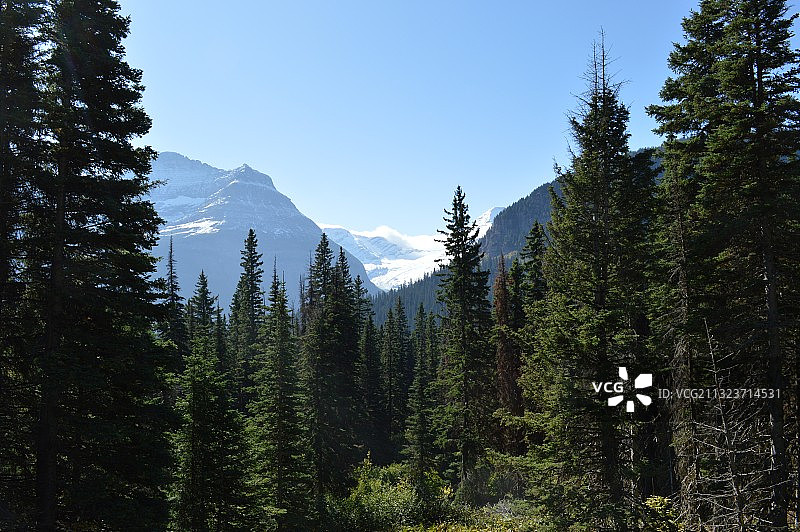 松树对着天空的风景图片素材