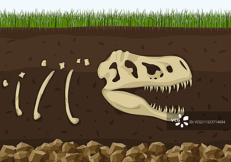 土壤层中的恐龙化石骨骼图片素材