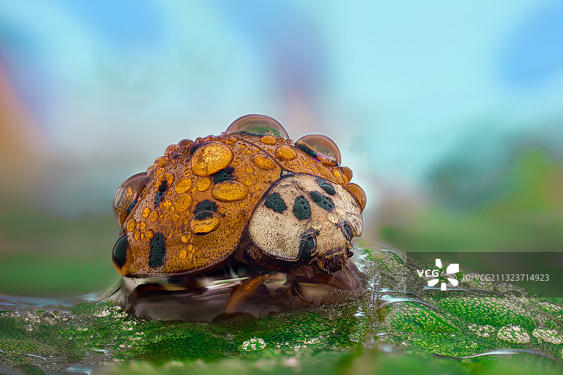 叶子上的昆虫特写图片素材