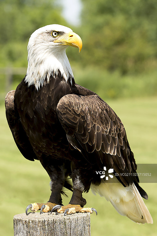 秃鹰栖息在树枝上的特写，美国图片素材