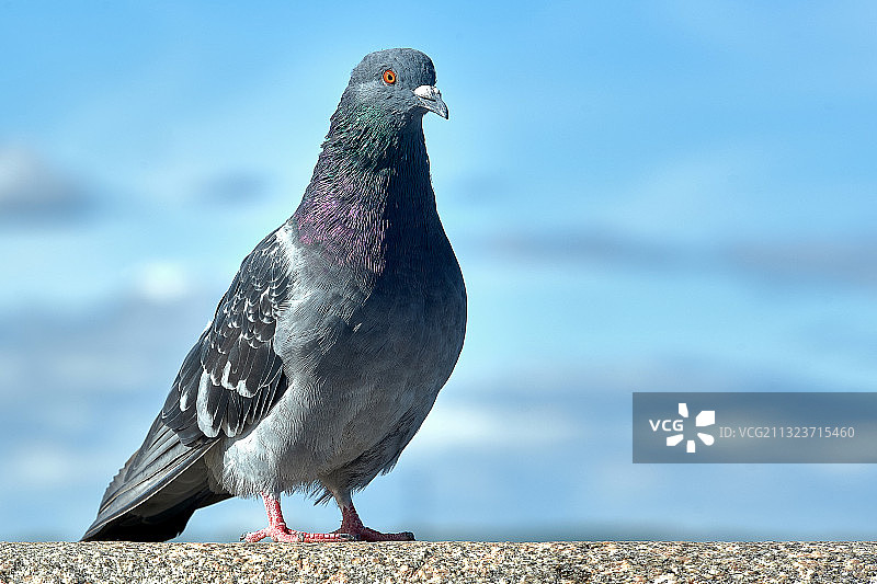 靠墙栖息的鸽子特写图片素材