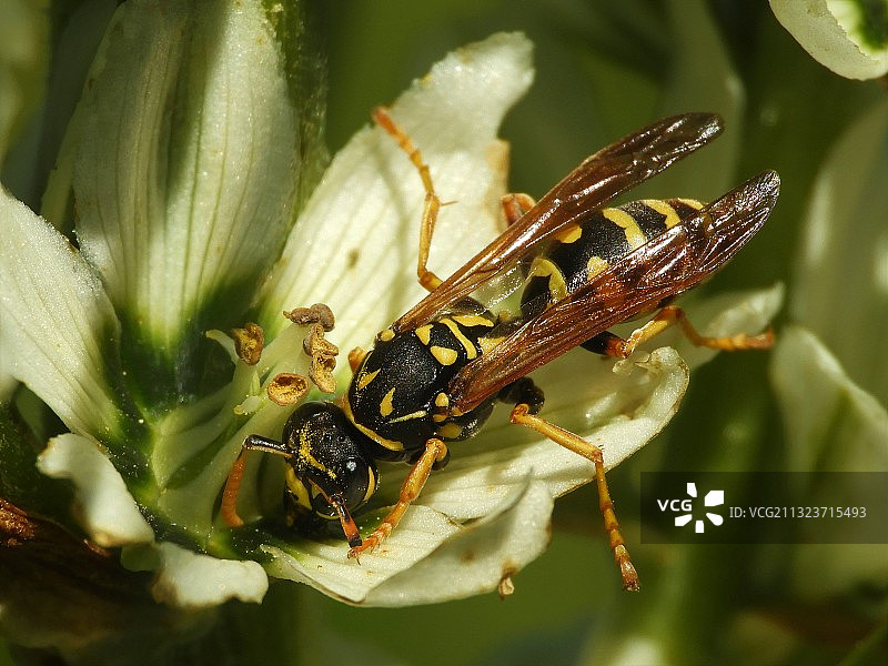 美国俄勒冈州植物上的昆虫特写图片素材