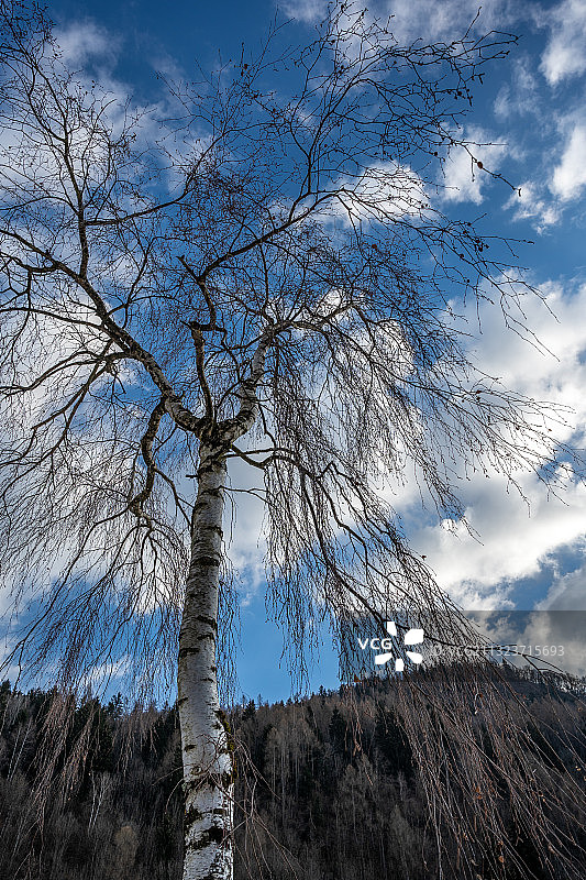 低角度的裸露的树对天空图片素材