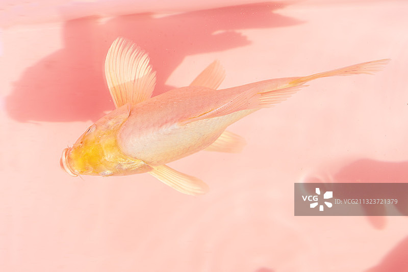 带影子的粉色金鱼图片素材