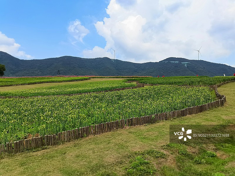 半汤郁金香高地景区图片素材