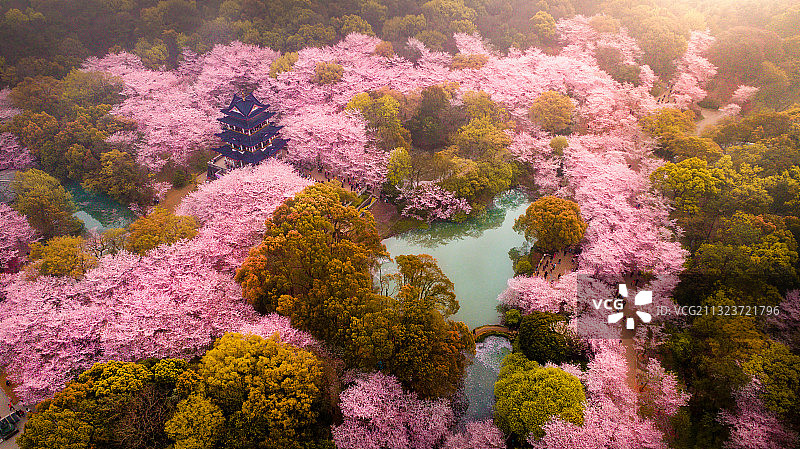 樱花谷图片素材