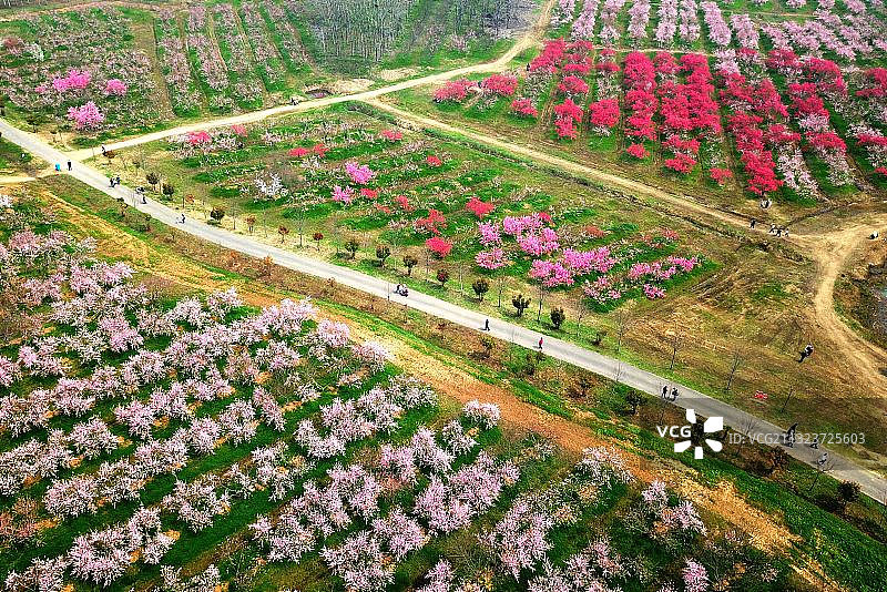 庐阳区三十岗桃花节图片素材