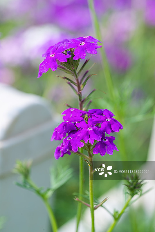 马鞭草图片素材