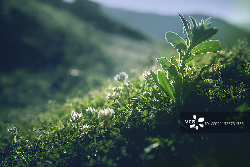 小草的世界图片素材