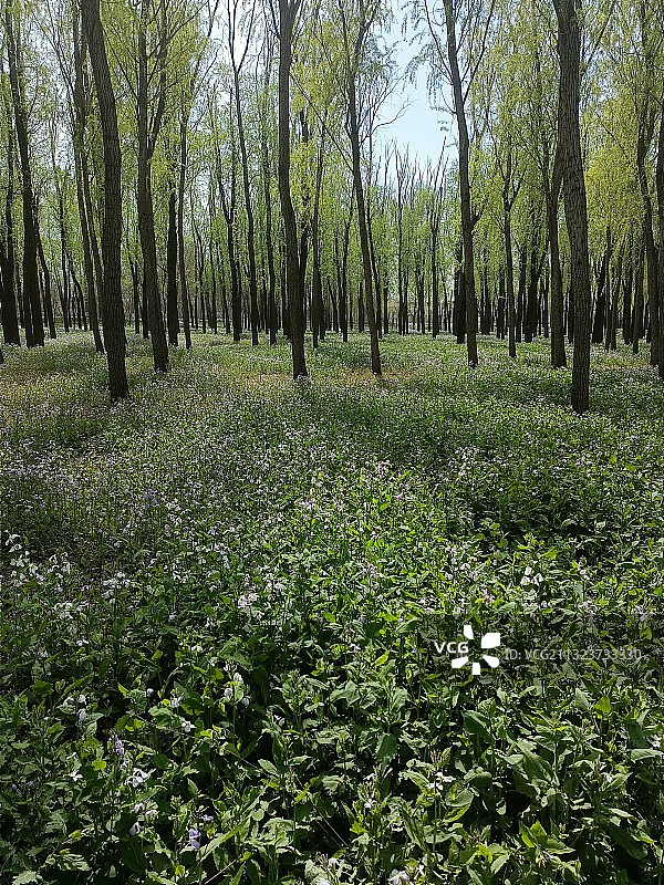 北京將府公园二月兰森林花海图片素材