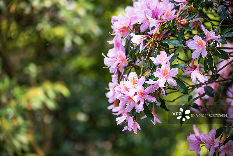 深圳梧桐山盛开的毛锦杜鹃花图片素材