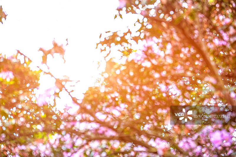 阳光下虚化的繁盛的毛锦杜鹃华图片素材