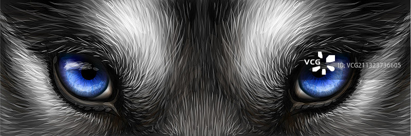 西伯利亚哈士奇特写：明亮的蓝色眼睛图片素材