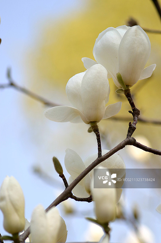 白玉兰图片素材