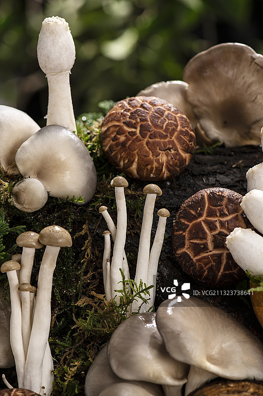 森林里的蘑菇图片素材