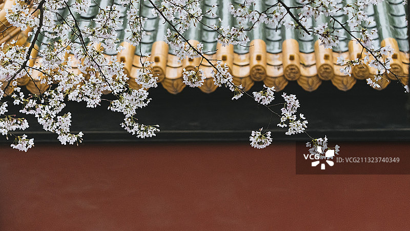 南京市博物馆_朝天宫_樱花图片素材