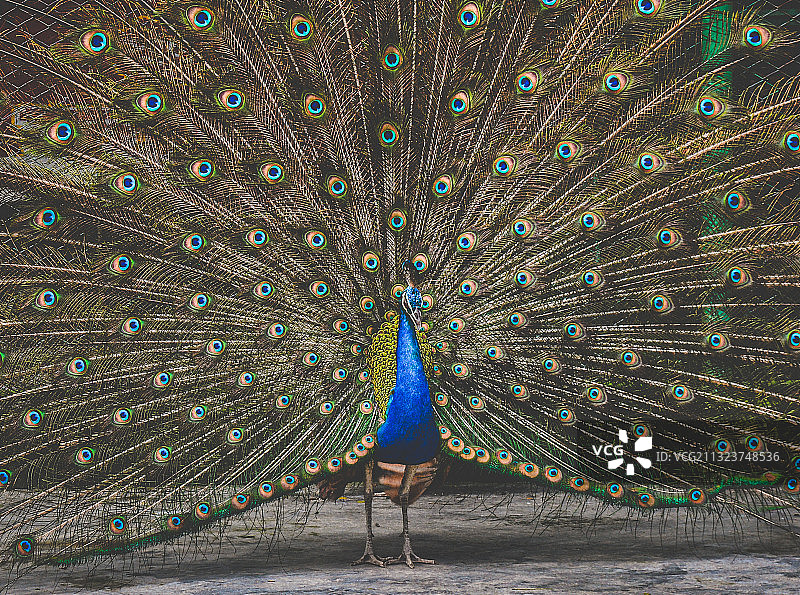 孟加拉国库尔纳的孔雀全身照图片素材