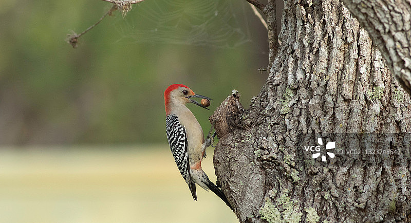 佛罗里达州，美国，八哥喂食幼鸟图片素材
