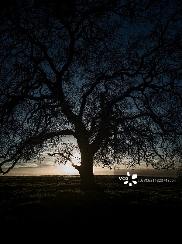 日落时分天空下田野上的光秃树木剪影图片素材