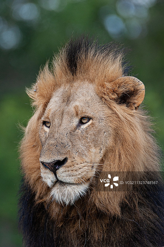 克鲁格国家公园雄狮特写图片素材