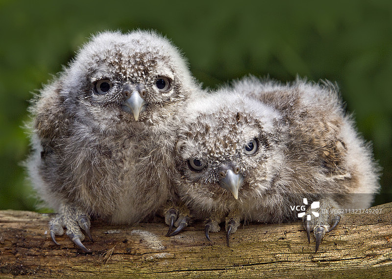 猫头鹰特写图片素材