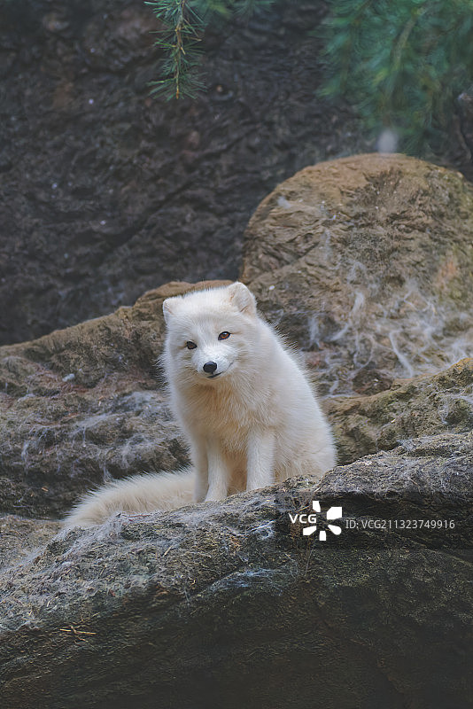 坐在岩石上的狗肖像，北卡罗来纳州，美国图片素材
