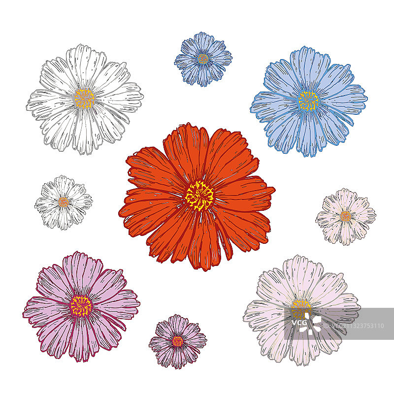 秋英花绘画图片素材