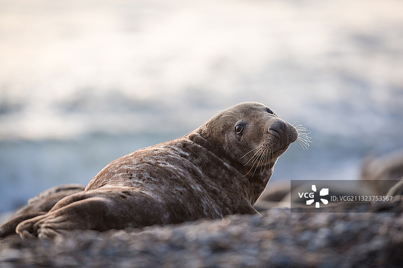 爱尔兰海滩岩石上的一只海豹特写图片素材